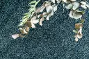 4056examplePRimrose.webp