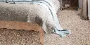 DIUSTA_33_BED.webp