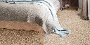 DIUSTA_39_BED.webp