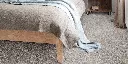 DIUSTA_94_BED.webp