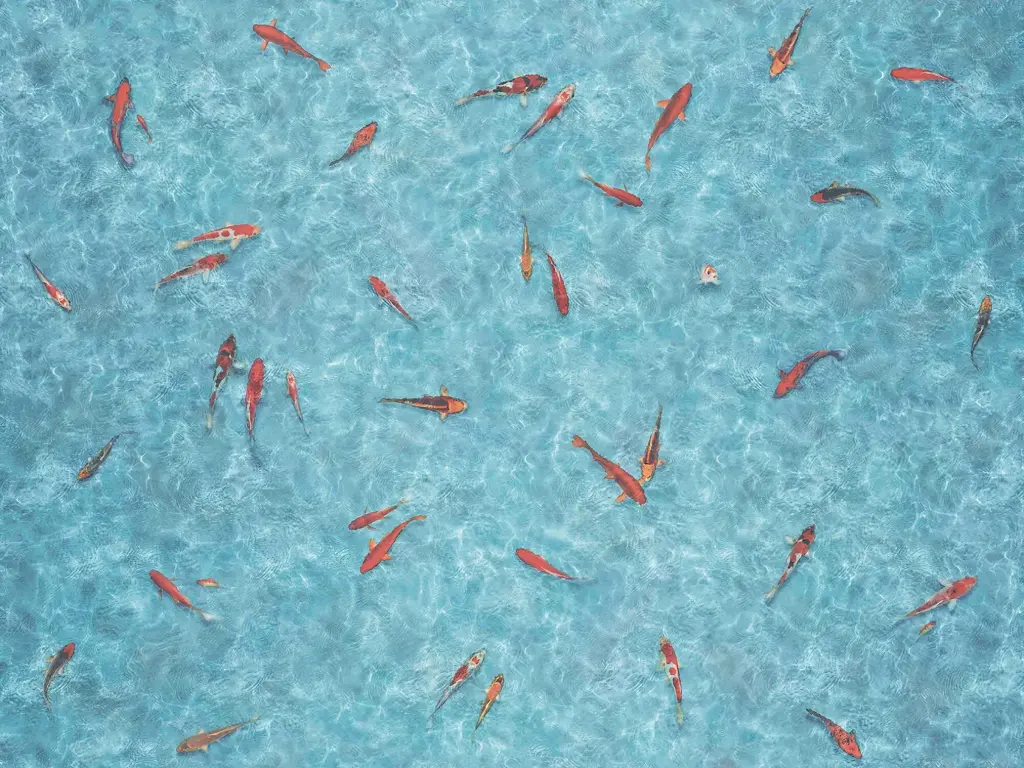 Vinyl op rol fantasy Moonlight Koi 2,5mm 4m breed