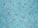 Vinyl op rol fantasy Moonlight Koi 2,5mm 4m breed