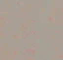 Forbo marmoleum Solid Concrete kleur 3712 Orange Shimmer 2,5mm 2m breed