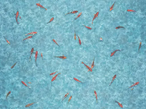 Vinyl op rol fantasy Moonlight Koi 2,5mm 4m breed